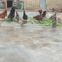 تخم مرغ|حیوانات مزرعه|بهبهان, |دیوار