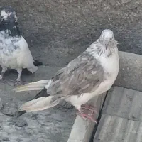 پرندگان|پرنده|بندرعباس, |دیوار