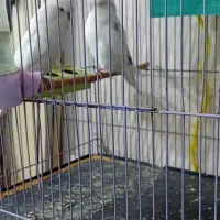 یک جفت مرغ عشق انگلیسی