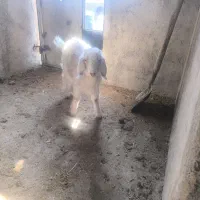 بره بز|حیوانات مزرعه|کرج, ساماندهی|دیوار