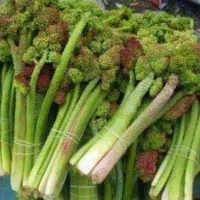 ریواس تازه امروز