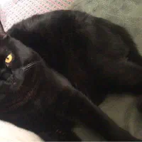 گربه نژاد اسکاتیش و سیائومی