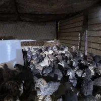 جوجه جیرفتی.بومی.برهما.کوشین فر.جوجه بوقلمون