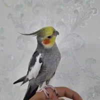 عروس هلندی نر