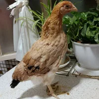 نیمچه ۳ ونیم ماهه محلی