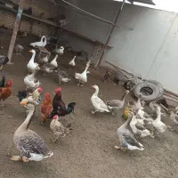 غاز|حیوانات مزرعه|آمل, |دیوار