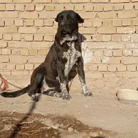 واگذاری سگ ماده|سگ|کبودرآهنگ, |دیوار