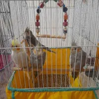 معاوضه عروس هلندی ۴ ماهه با مرغ طبیعی