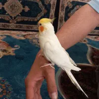 عروس هلندی نر،لوتینو