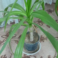 گل اشک ملکه|گل و گیاه طبیعی|اصفهان, شفق|دیوار