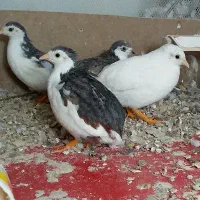 بلدرچین مینیاتوری