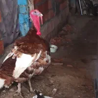 فروش بوقلمون نرو ماده باهم