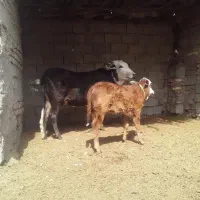 گاو  گوساله ماده|حیوانات مزرعه|زابل, |دیوار