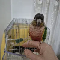 گرینجیک نر سخنگو