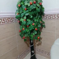درختچه سیب