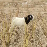 بیگ|حیوانات مزرعه|شوشتر, |دیوار