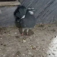 کبوتر دمچتری و تزیینی|پرنده|بابل, |دیوار