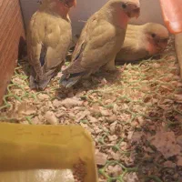 طوطی برزیلی دو ماهه