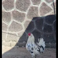 خروس گلین چهل تاج