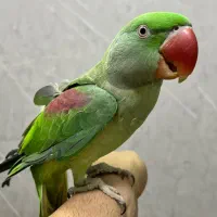 شاه طوطی کاملا دستی|پرنده|تهران, دریا|دیوار