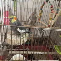 یک جفت عروس هلندی سخنگو