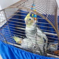 عروس هلندی دست مو|پرنده|اشنویه, |دیوار