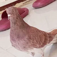 مجسمه کپوت