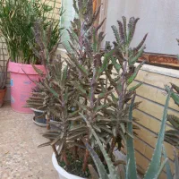 گل و گیاه