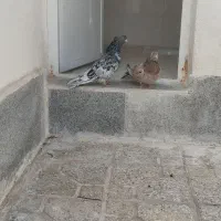 کفتر سرور دهن جور