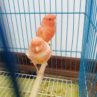 قناری نر و ماده|پرنده|اصفهان, هفتون|دیوار