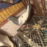 نروماده  زرد رسمی ماده با سینه ای نر