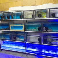 ماهی گوشت خوار تگزاس