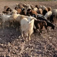 بز و گوسفند|حیوانات مزرعه|خوی, |دیوار