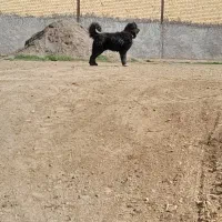 سگ قدریجانی|سگ|خمین, |دیوار