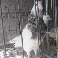 طوق سور کرمانشاهی درشت|پرنده|جیرفت, |دیوار