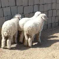 ۳تا بره نر شیر مست چاق چاق