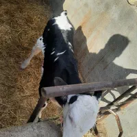 گوساله ماده سیمینتال