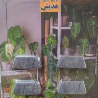 کود تقویتی گیاهان آپارتمانی