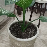 گل اپارتمانی