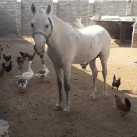 اسب|اسب و تجهیزات اسبسواری|بهبهان, |دیوار