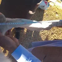 بز نر نژاد گلابی|حیوانات مزرعه|خاش, |دیوار