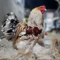 فروش مرغ برهما مولد در رنگ‌های متنوع