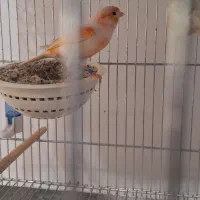 قناری موزاییکی سرخ