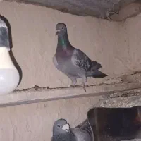 کبوتر مسافتی ۲۰عدد همشون پلاکی هستن|پرنده|صوفیان, |دیوار
