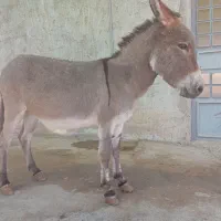 الاغ خر گله ای (سیرجان )