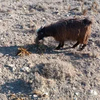 بزغاله درجه یک تخم دار افغان|حیوانات مزرعه|خرقان, |دیوار