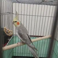 عروس هلندی