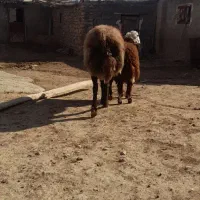 قوچ‌افشاری