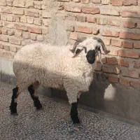 بره