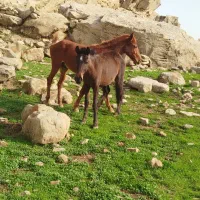 رمه عشایری|اسب و تجهیزات اسب‌سواری|مریوان, |دیوار